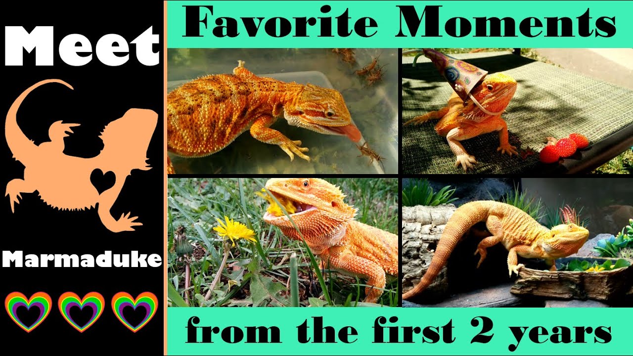 My Favorite Moments from the First 2 Years with Marmaduke the Bearded Dragon!