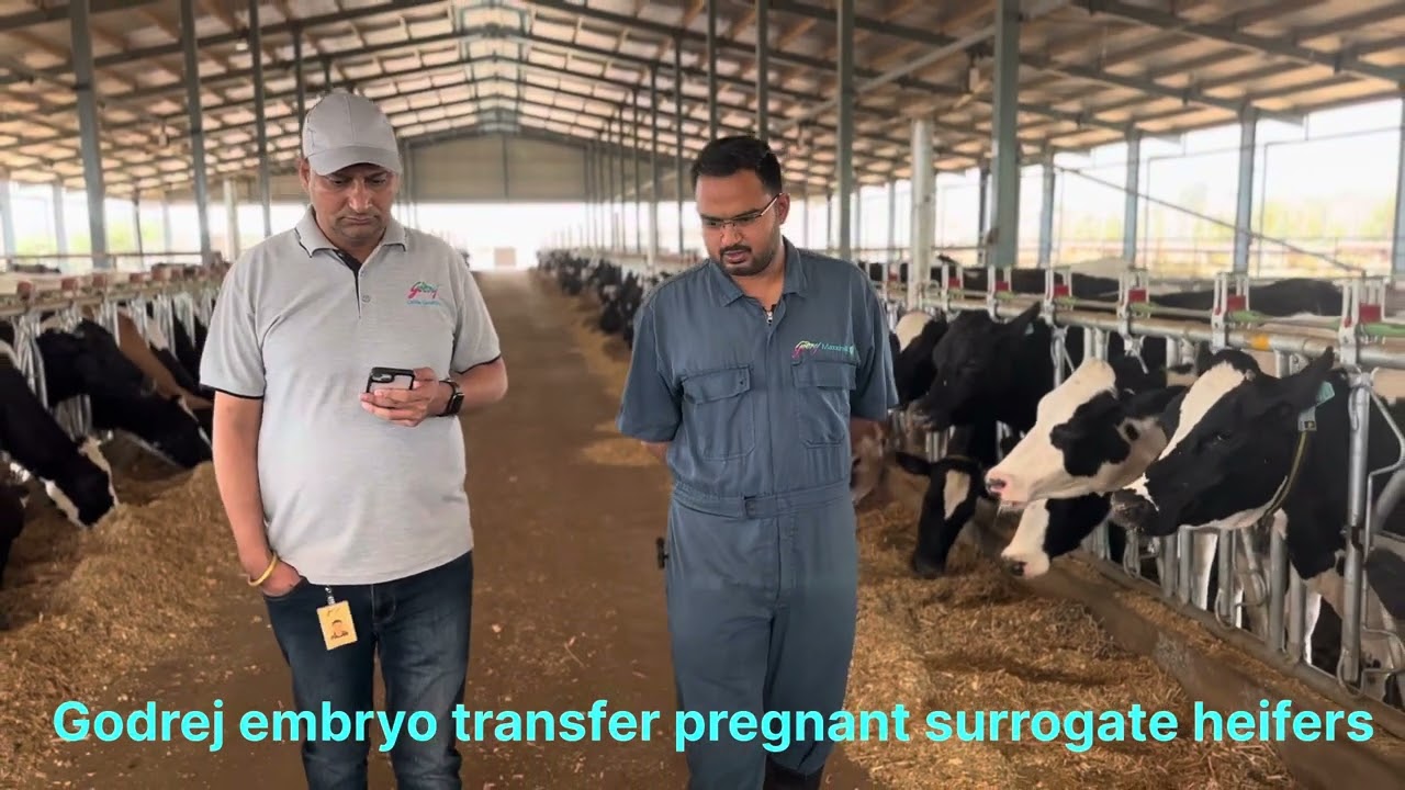 Godrej embryo transfer pregnant surrogate heifers