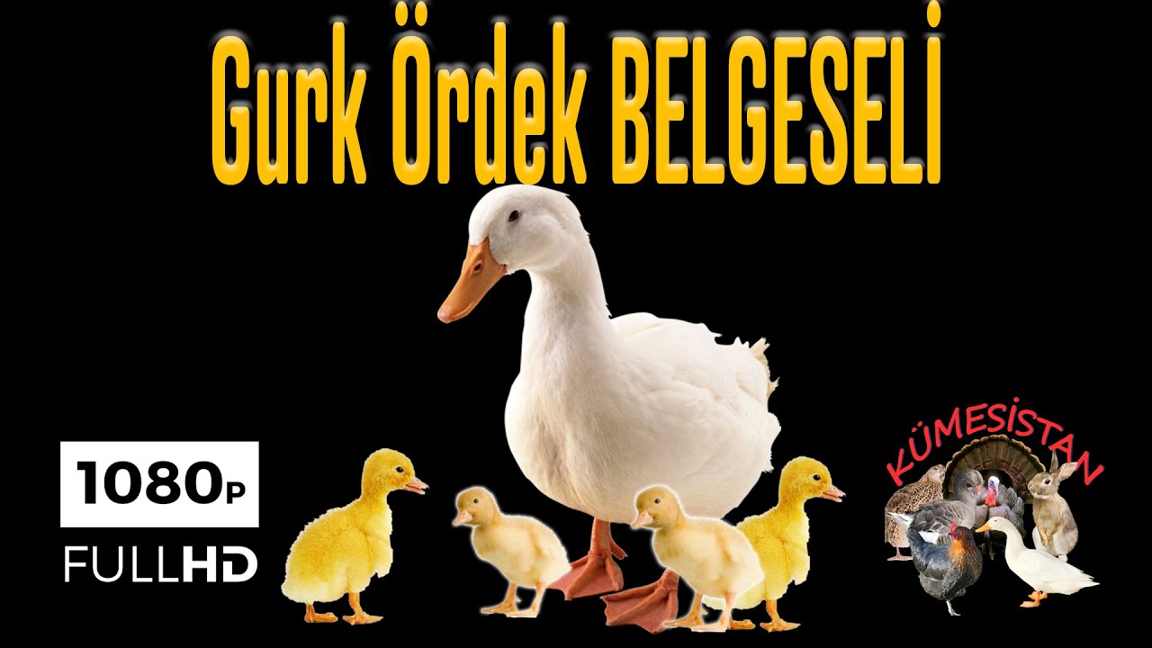 Gurk Ördeğin Kuluçka Süreci  ve Sevimli Yavruları Kısa Kümesistan Belgeseli -  Sevimli Ördek Yavrusu