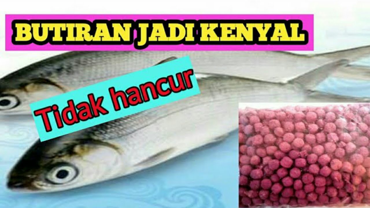 CARA MEMBUAT UMPAN IKAN BANDENG OTOK OTOK