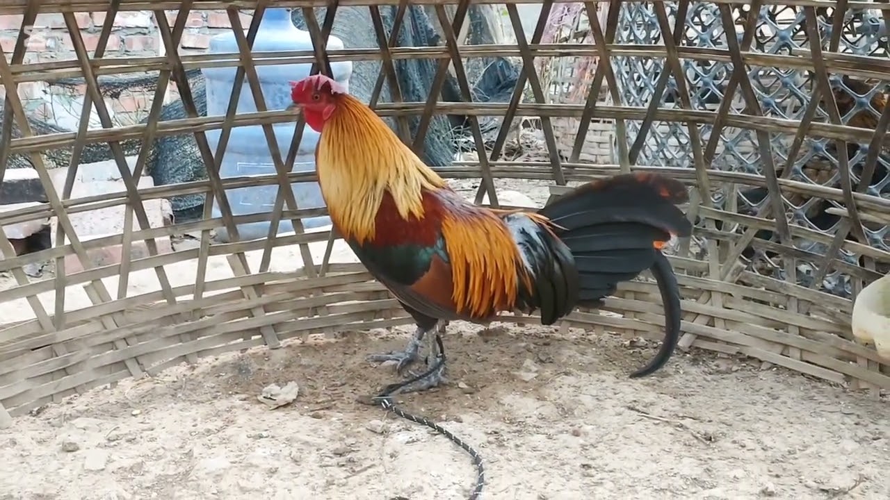 Qaib F2 Daj Tws Liag Ntev.