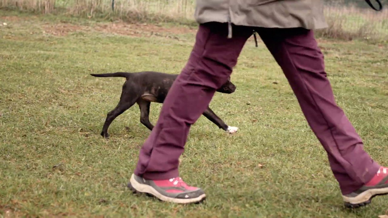 Nini & Ollie - Gironde (33) - Ecoute ton chien