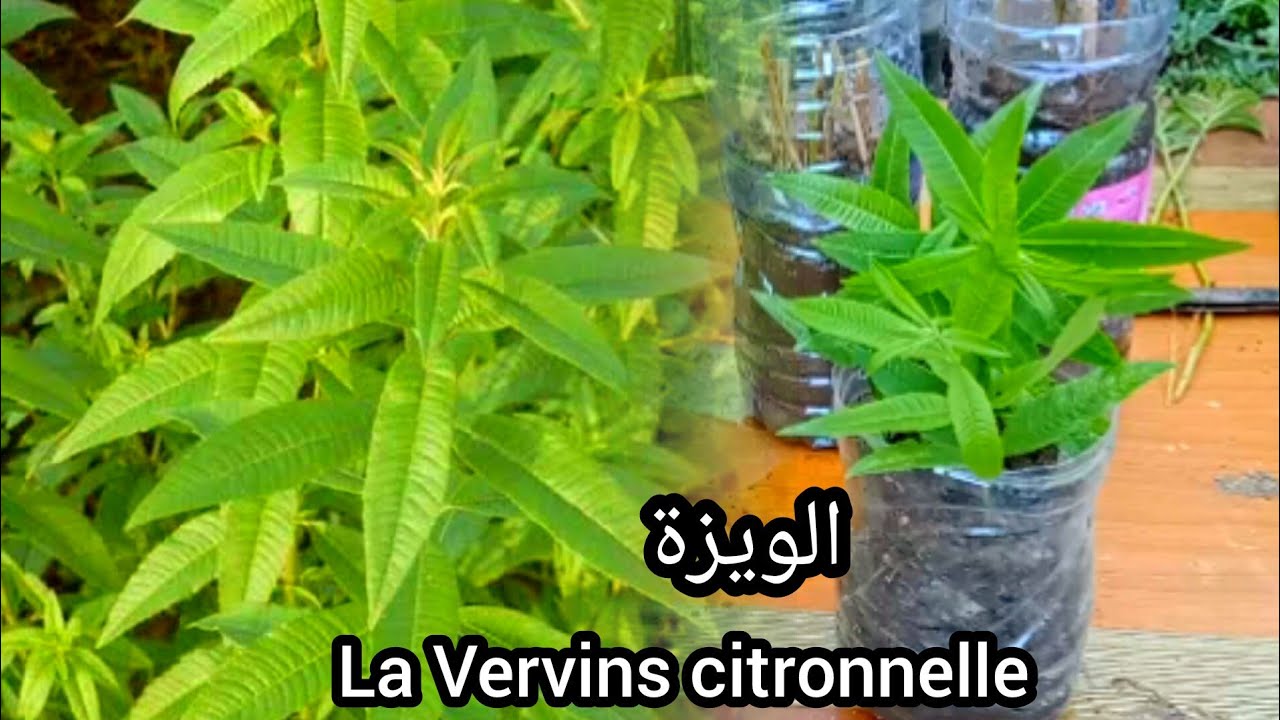 الطريقة الصحيحة لزراعة لويزة (المليسة). الاكثار عن طريق الأغصان