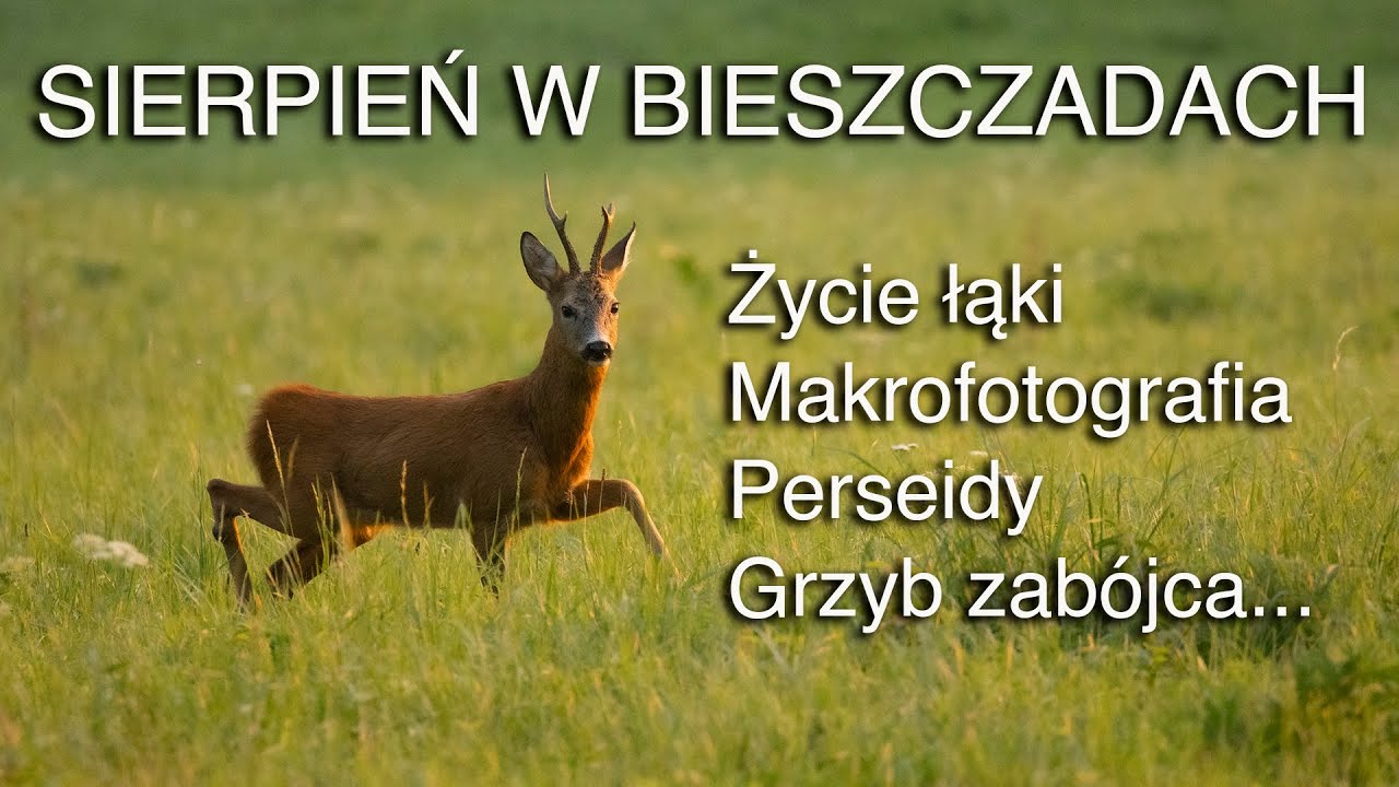 Sierpień w Bieszczadach. Życie łąki, perseidy, grzyb zabójca, makro... Z życia fotografów przyrody.