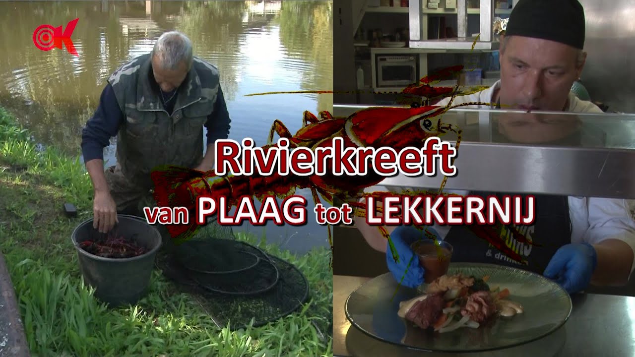 Rivierkreeft - Van plaag tot lekkernij