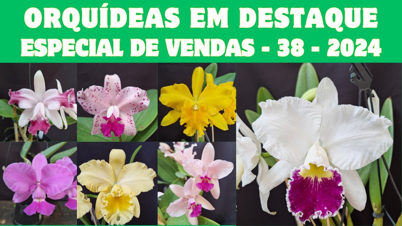 ORQUÍDEAS em DESTAQUE - Especial de Vendas 38 - 2024 - LC MILDRED RIVES - gigante e linda!