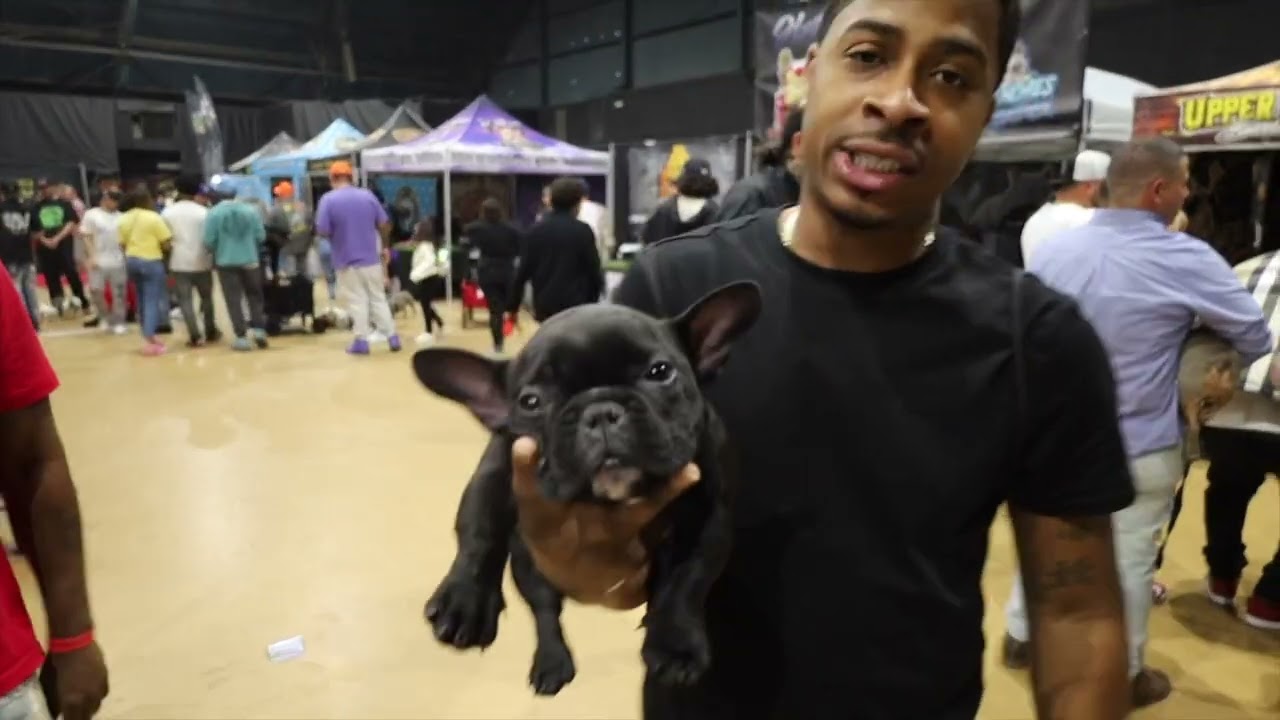 WESTCOAST BULLY EXPO 6 #americanbully #bullyshow #exoticbullies #frenchbulldogs #microbullys