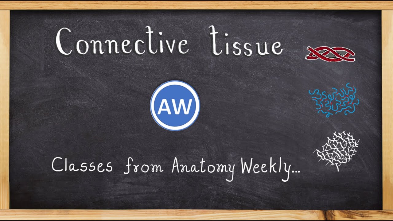 Connective Tissue || Classes from Anatomy Weekly || Anatomy Weekly Episode - 16