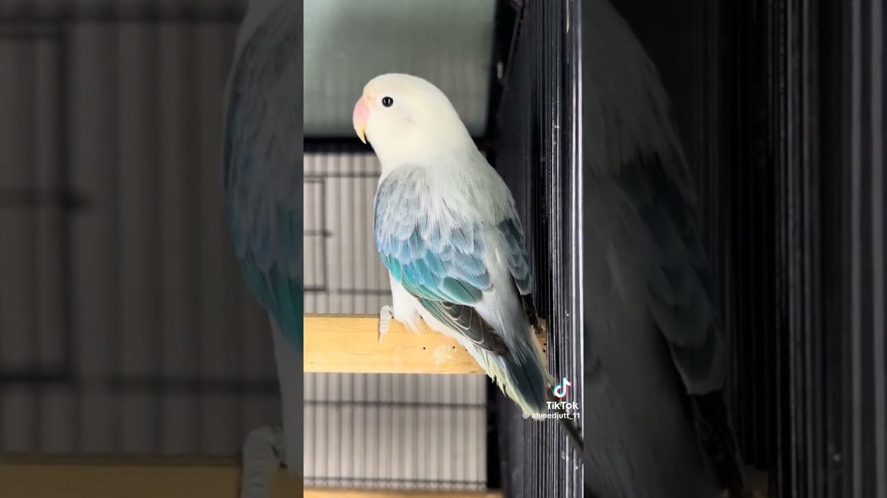 #birds