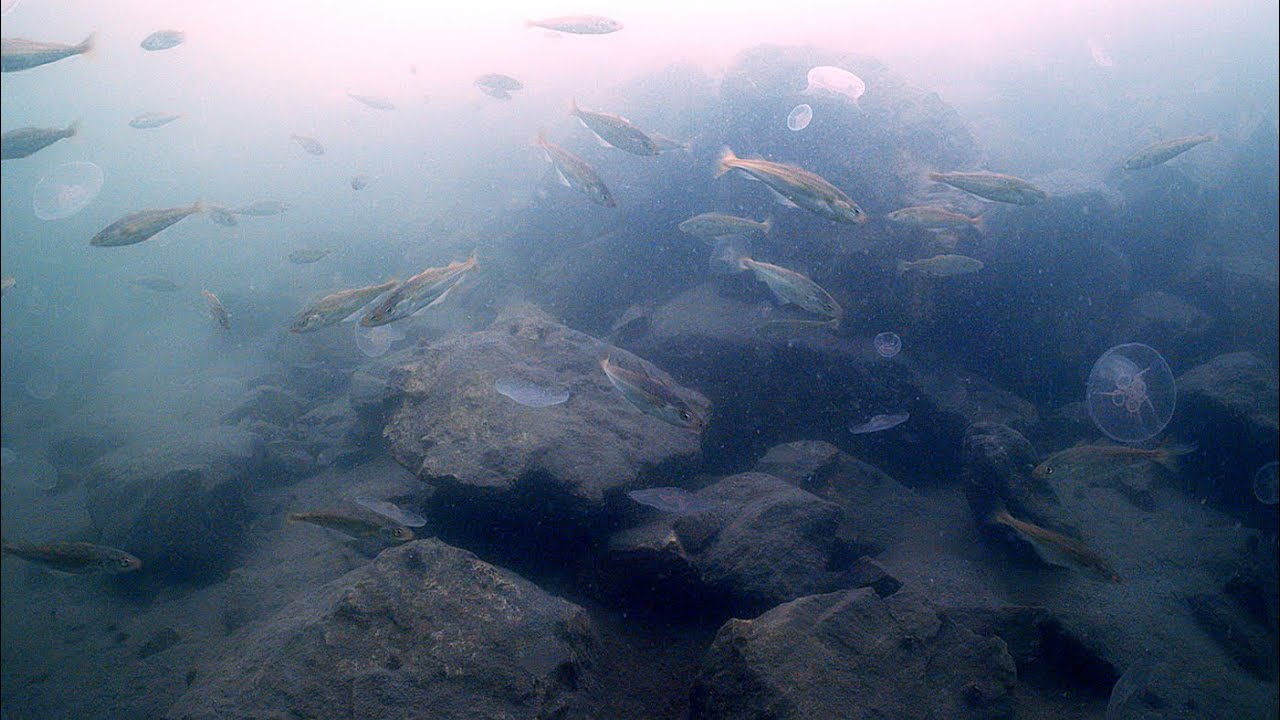 Se hvordan fisk og dyr kommer tilbake i Store Lungegårdsvannet
