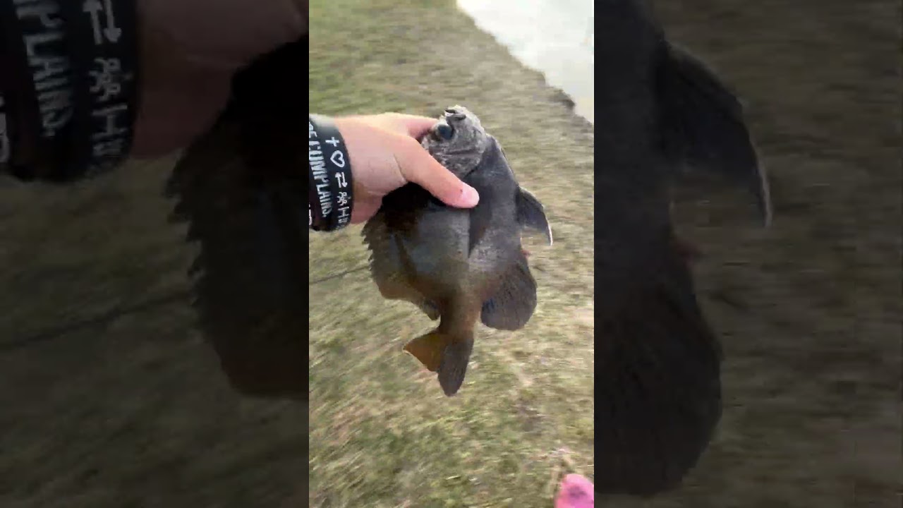 #rap #newmusic #music #whitebassrun #rapper #whiteseabass