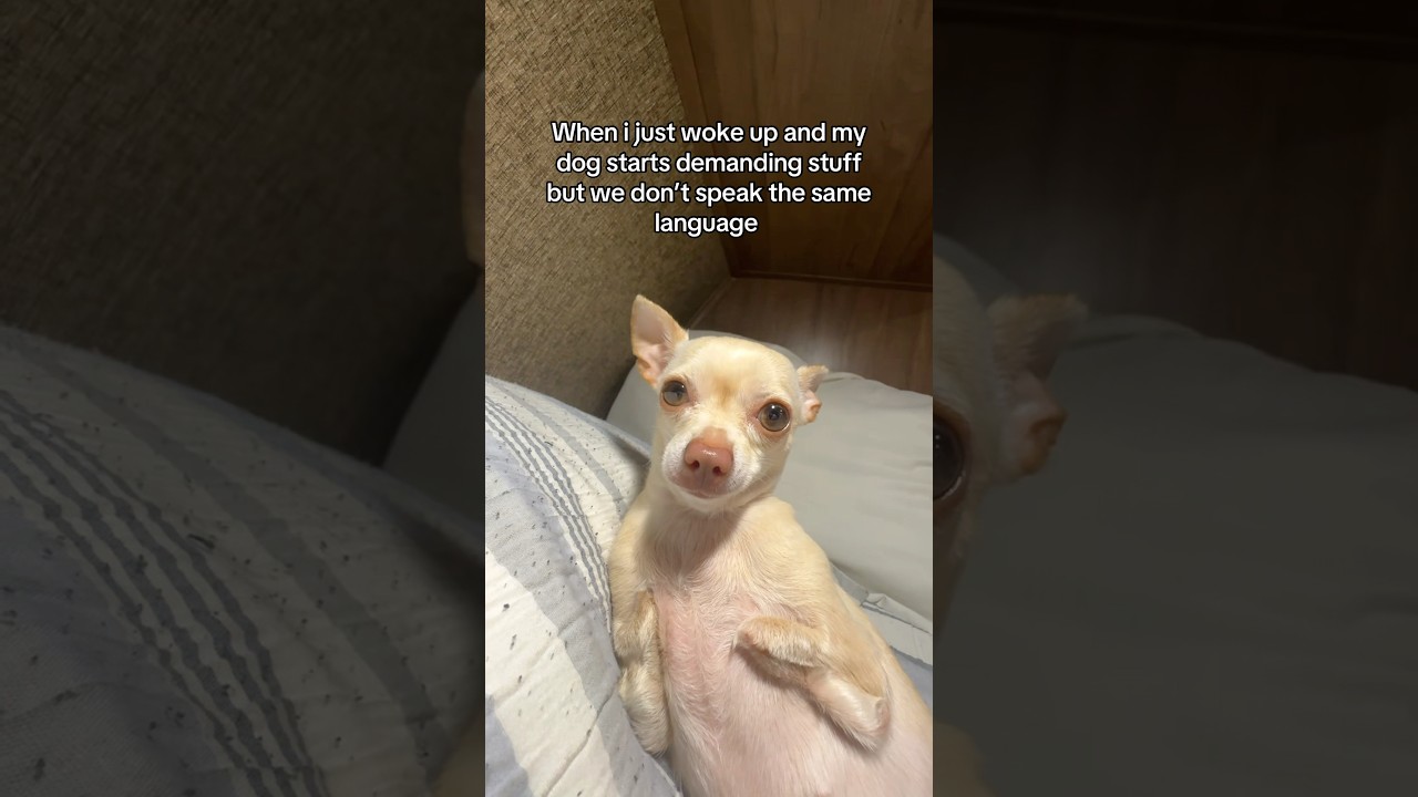 What she say?? 😭 #trashygas #gio #chihuahua #emmy #lol #dog #dogs #pet #pets #dogshorts #animals