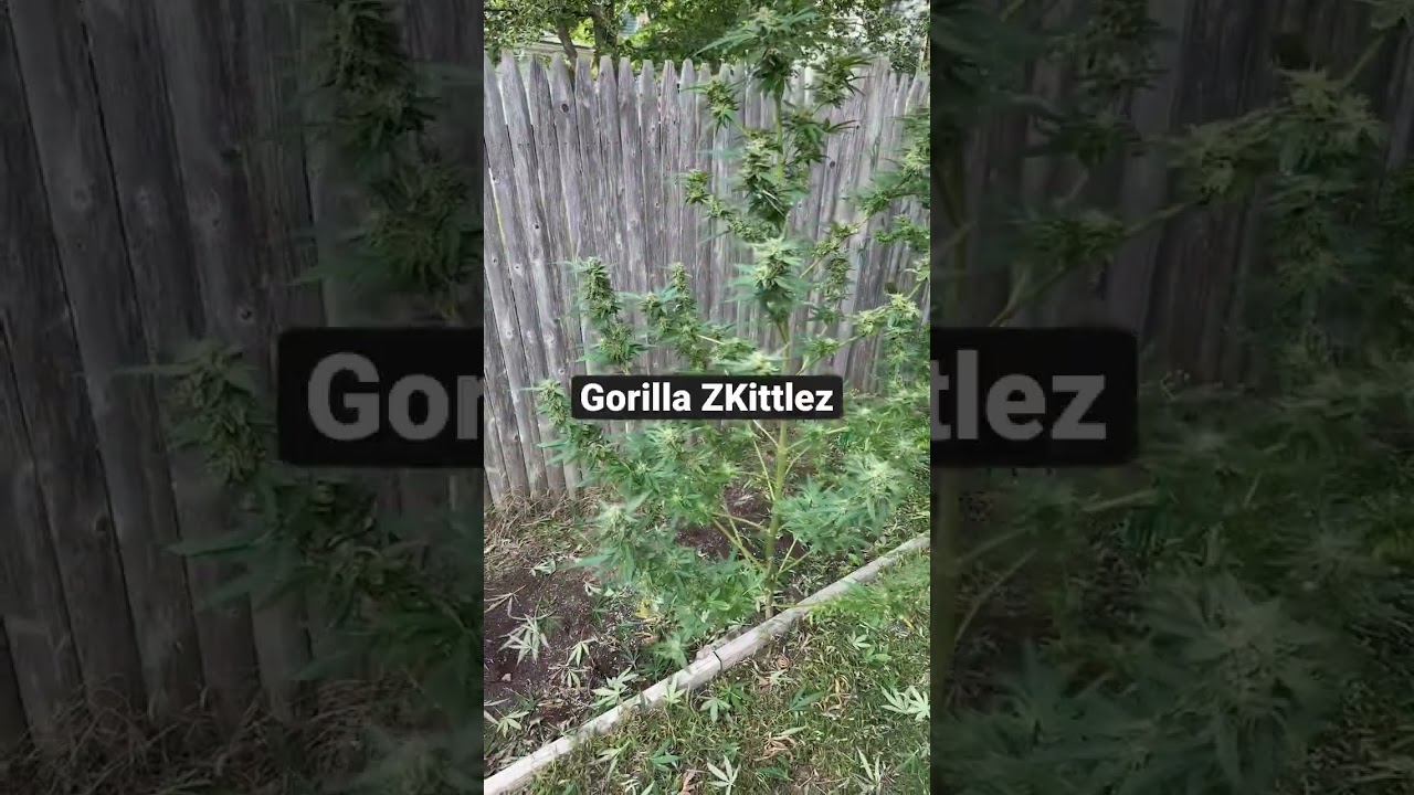 Gorilla ZKittlez 🦍