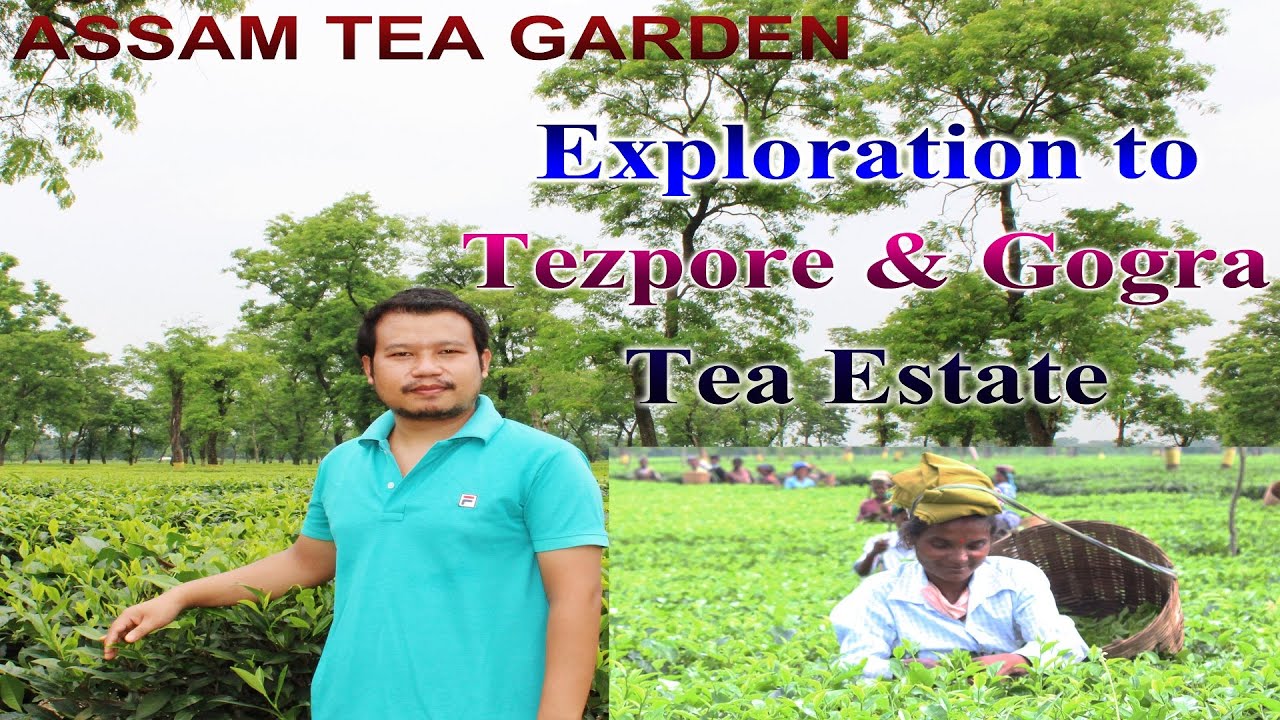 Assam Tea Garden || Exploration to Tezpore and Gogra Tea Estate||