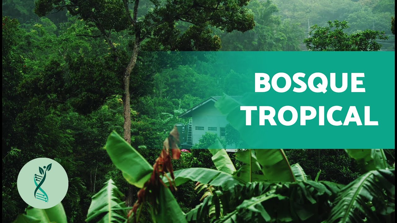 ¿Qué es el BOSQUE TROPICAL? 🥭 (Flora y Fauna, Paisaje y Clima del Bosque Tropical)
