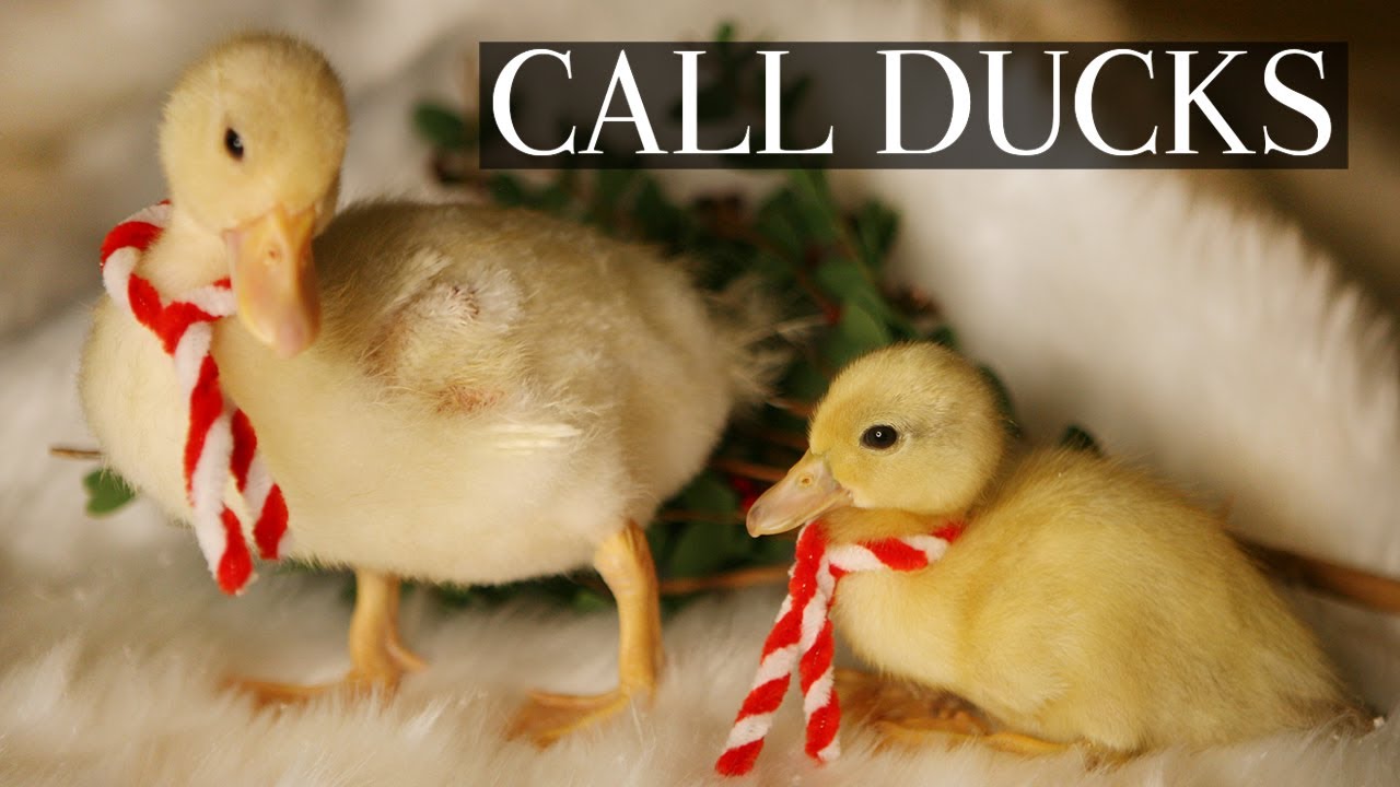Call Ducks - Raising Bantam Ducklings