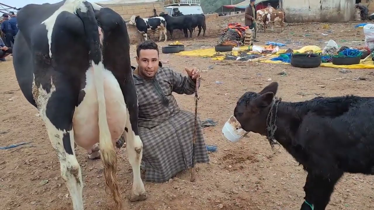 مباشرة من سوق سبت سطات مع اتمنة البقرة والدة وضارة رواسية 