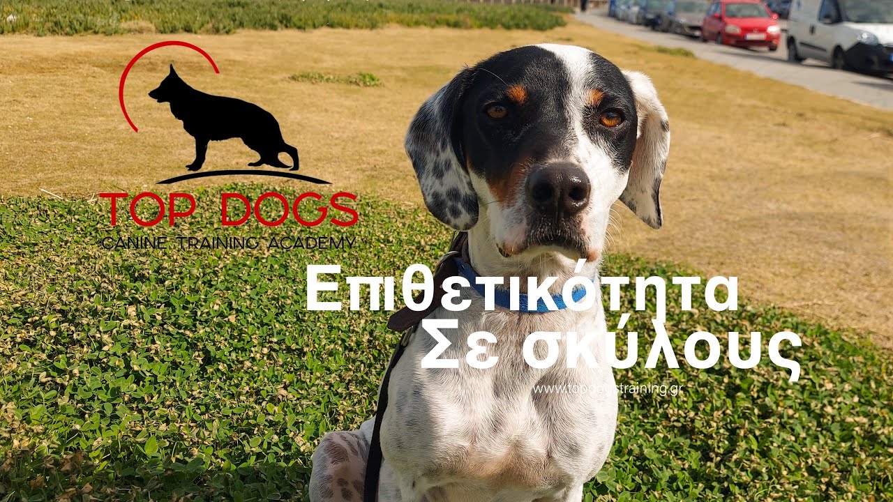Επιθετικότητα σε σκύλους