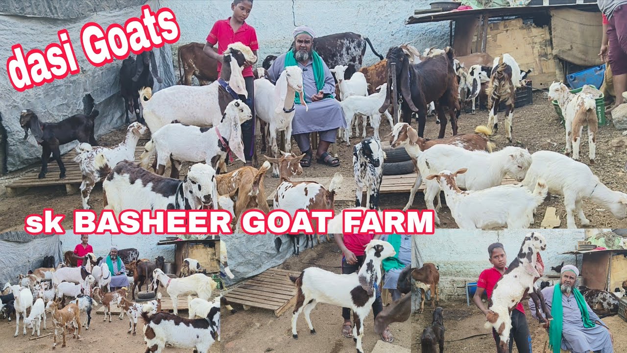 Sk BASHEER GOAT FARM per bakriya aur bakri hai dasi Agar Hyderabadi available in Hyderabad 