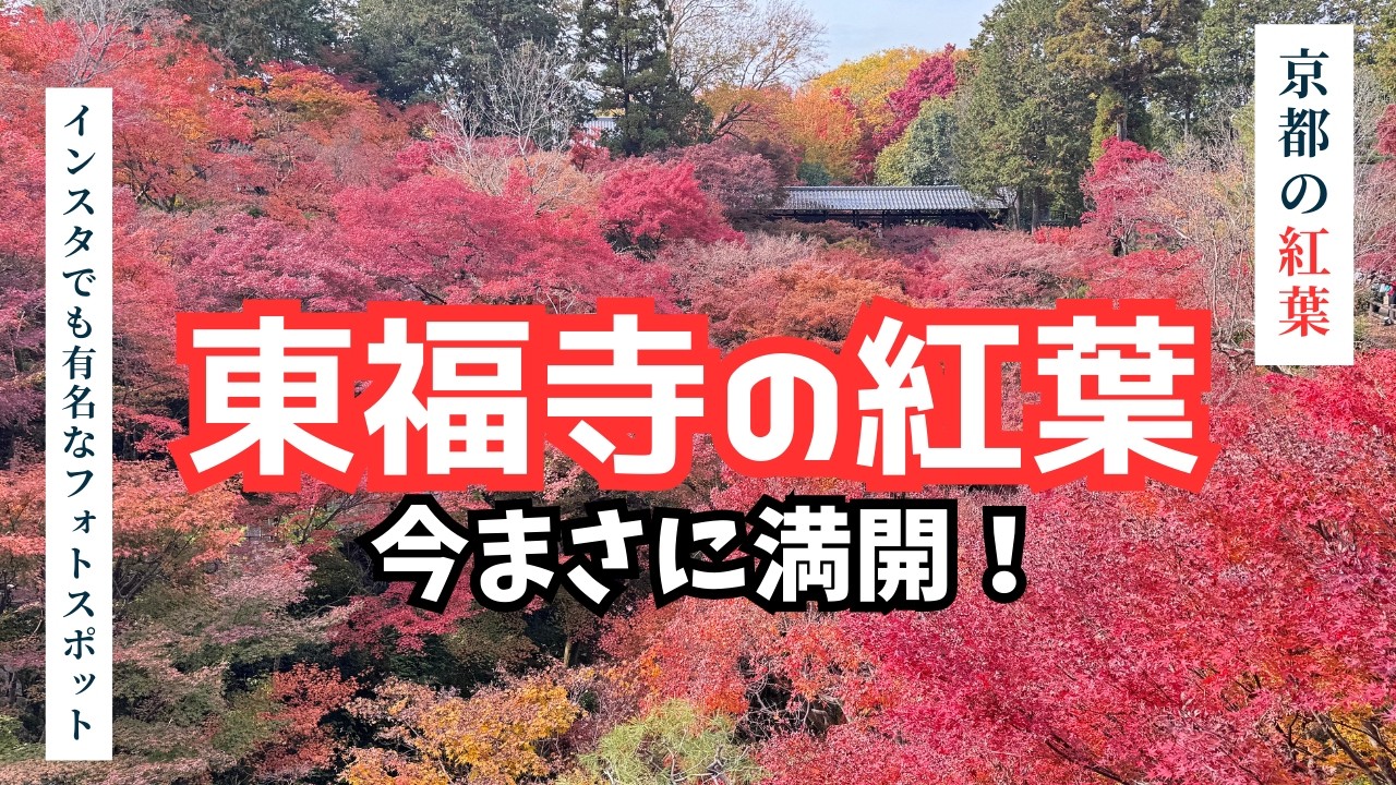 【京都紅葉2025】東福寺の紅葉 今がピーク！通天橋散歩とやすらい団子を楽しむ
