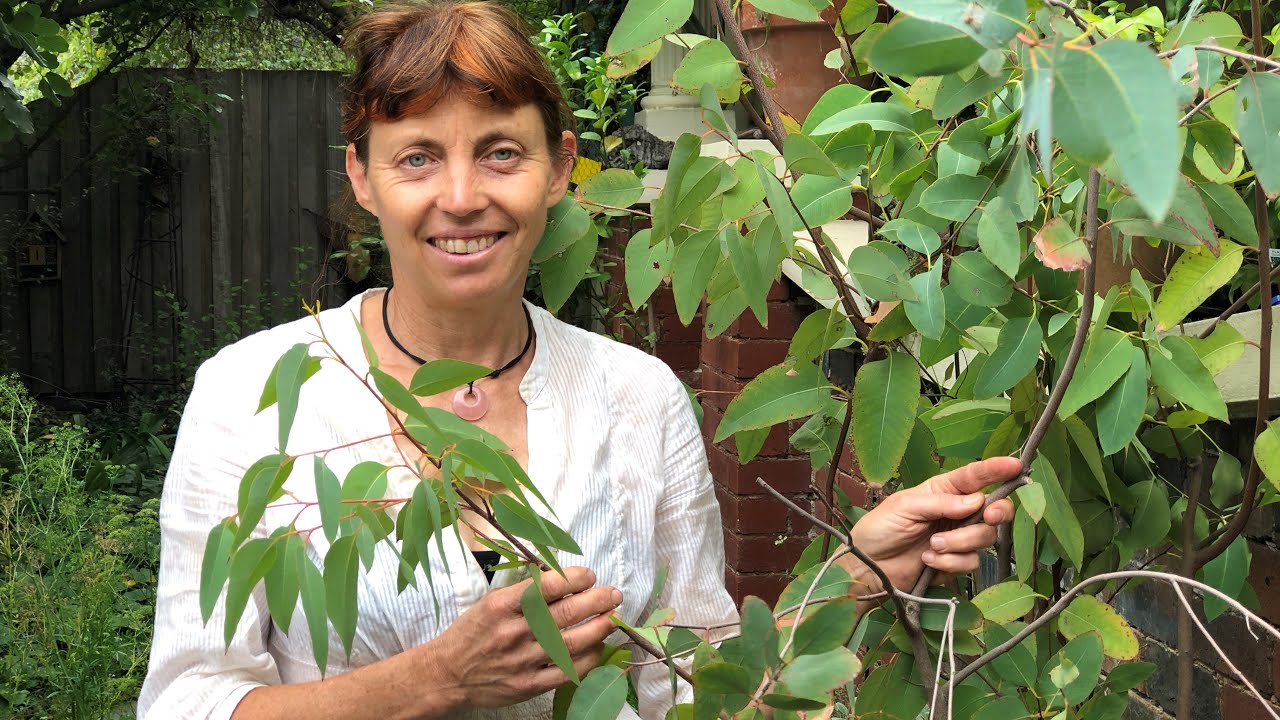 Strawberry gum pruning and harvesting -  Part 5 of Bush tucker gardening