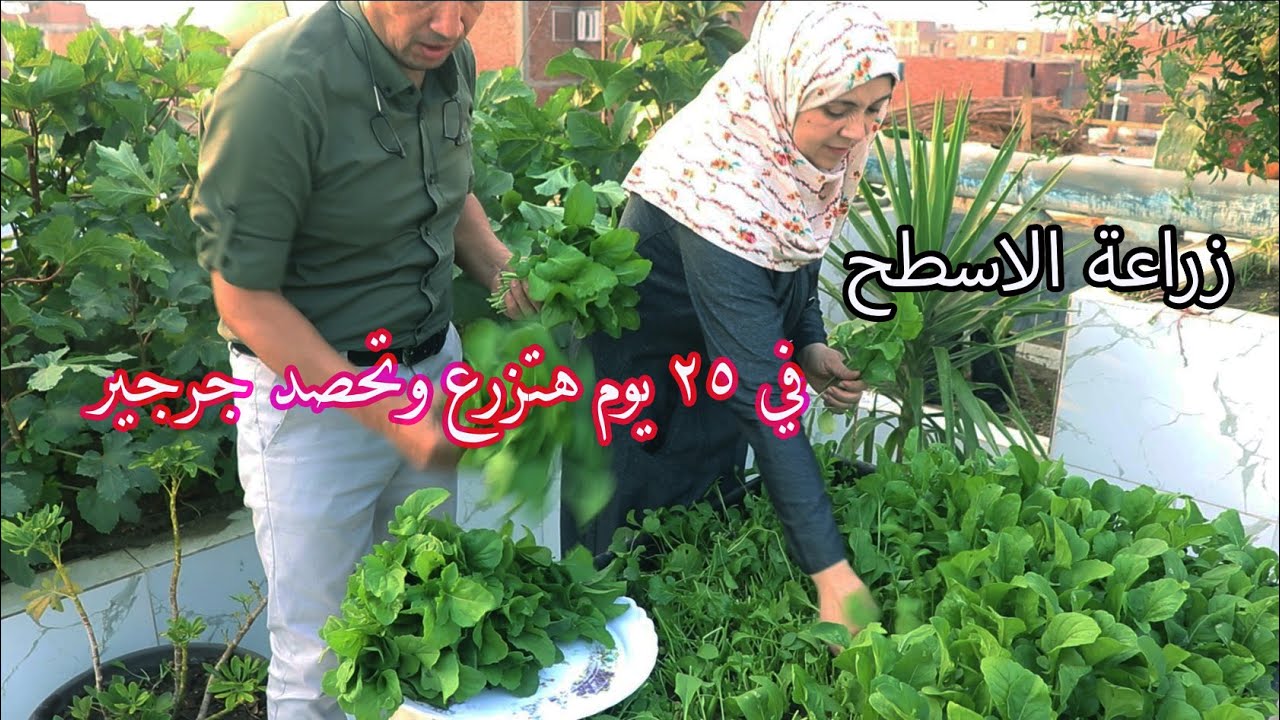 احترف زراعة الجرجير من الالف الي الياء حتي حصاده مع الاسرة @تعلم الزراعة