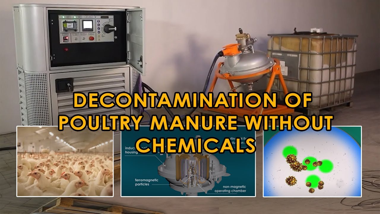 Disposal and disinfection of chicken manure