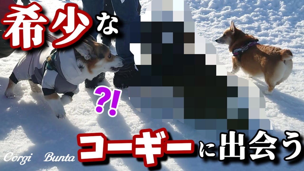 【札幌】モエレドッグラン情報多めな【コギコギ集会】レアコーギー初参加