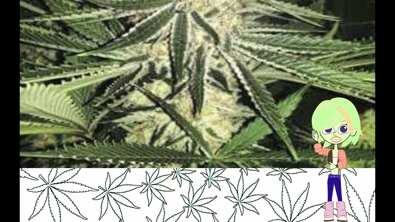 Snowball   Ethos Genetics