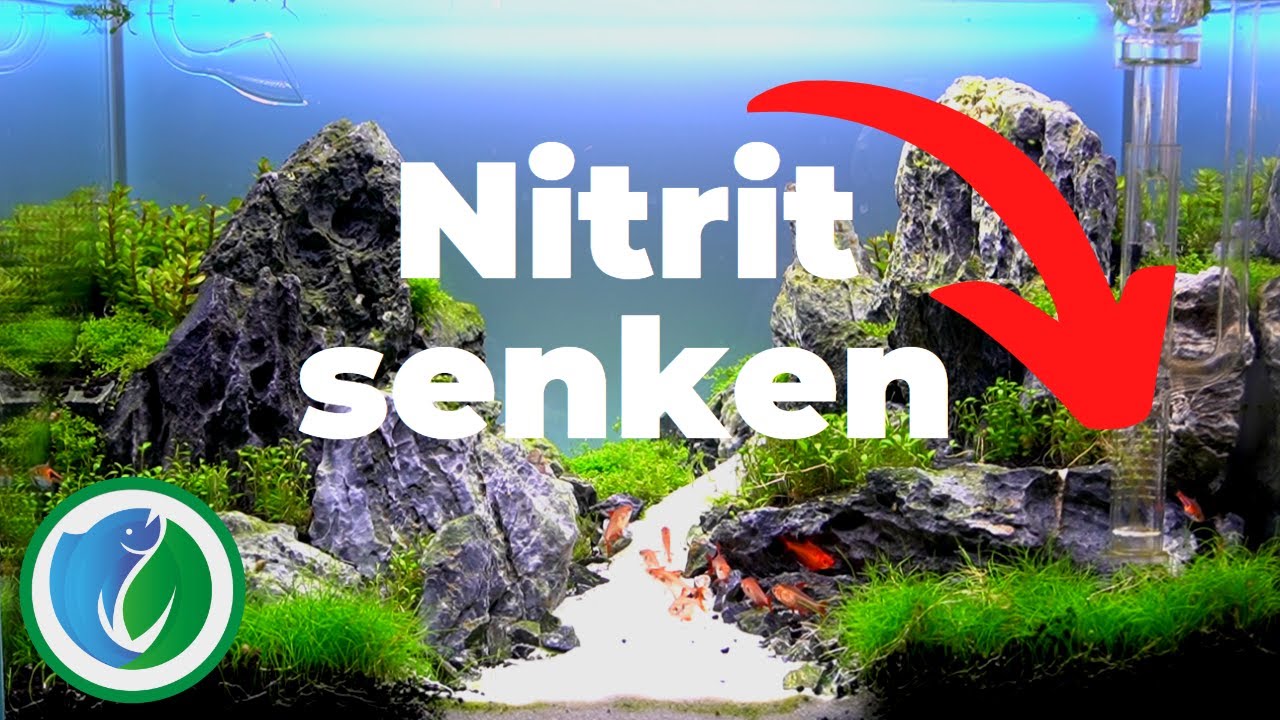 So kannst du Nitrit im Aquarium senken