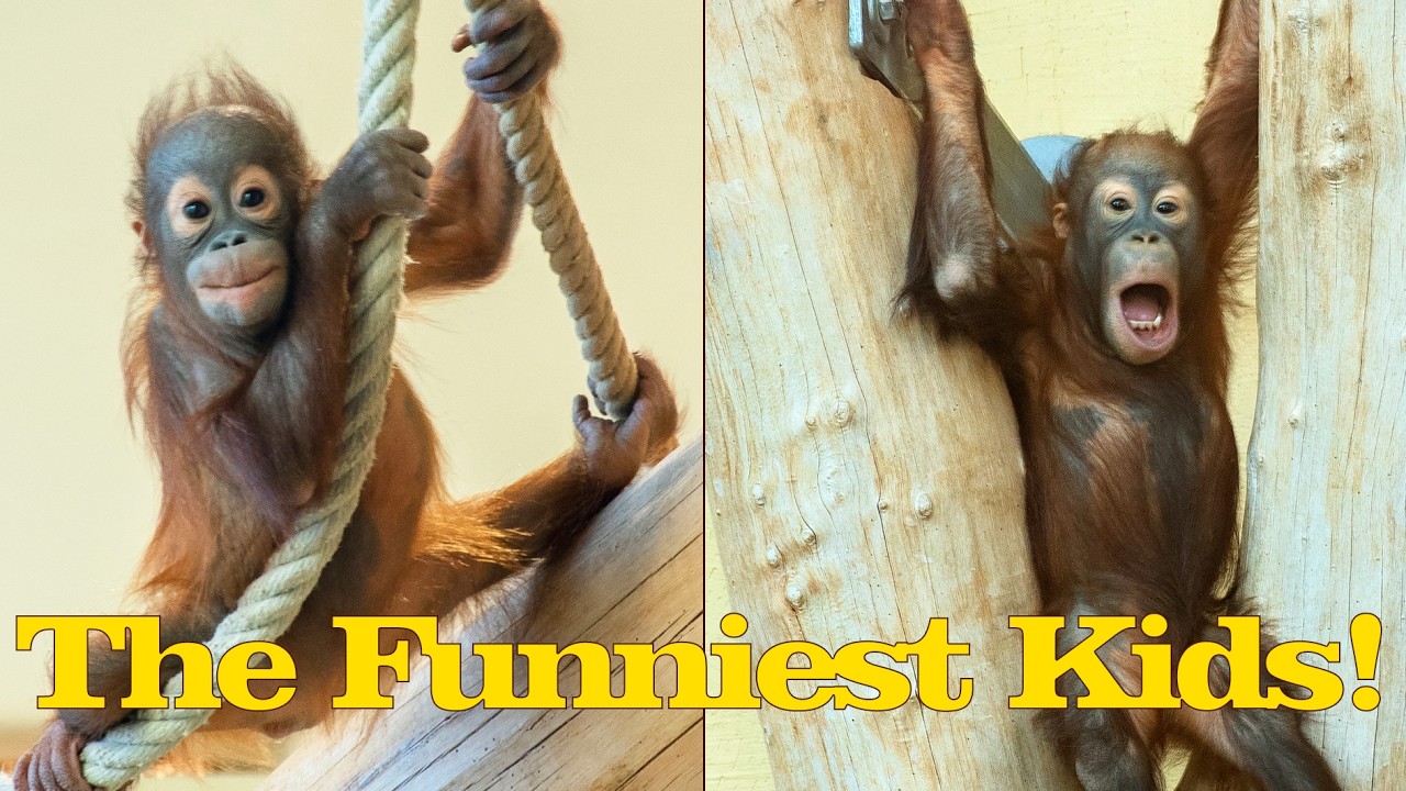 Amazing Tricks by BABY Orangutans!#orangutans#funnyvideo#funnyanimals