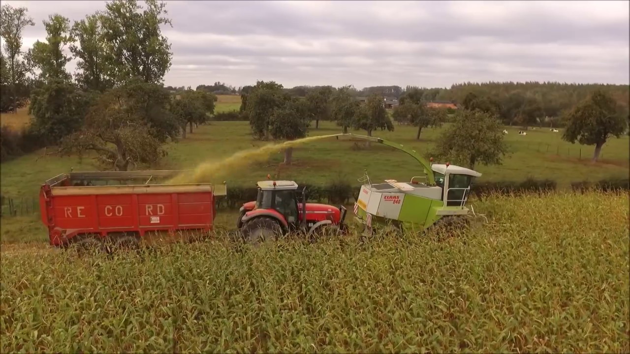 Claas Jaguar 840, Massey Ferguson 6290, 8220 Maïs hakselen 2016  | loonwerken Knuts |