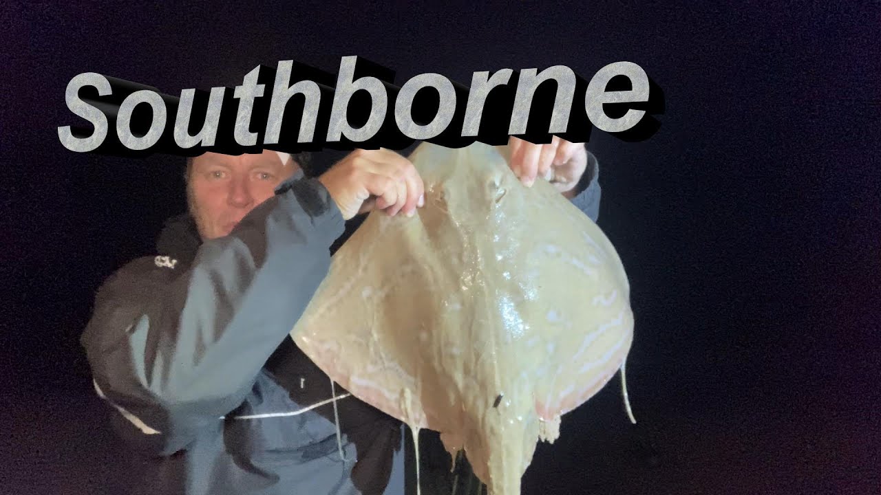 Southbourne Small eyed ray