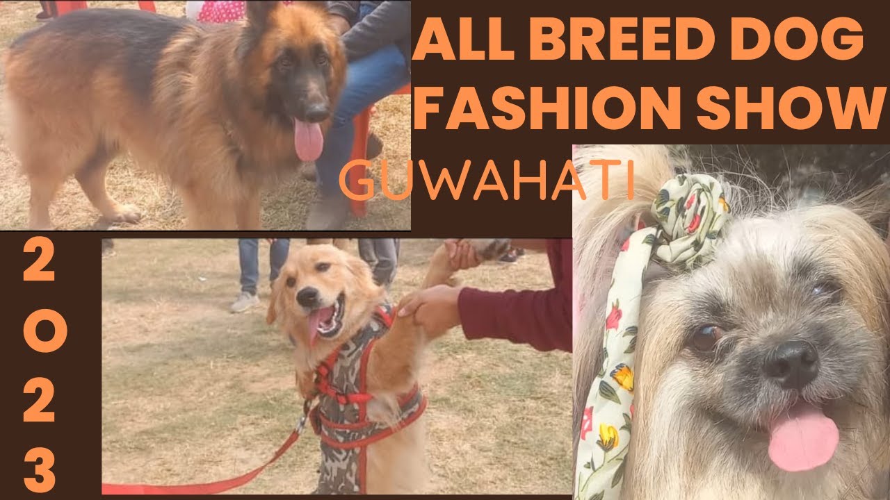All Breed Dog Fashion Show 2023/ Dog Show 2023/Furry Friends Fashion Show 2023