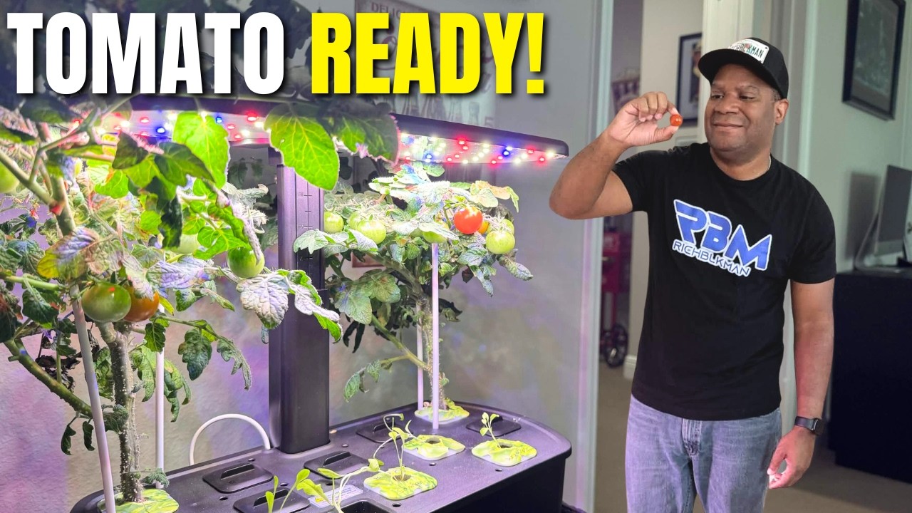 Hydroponic Garden Update: First Tomato Ready to Pick