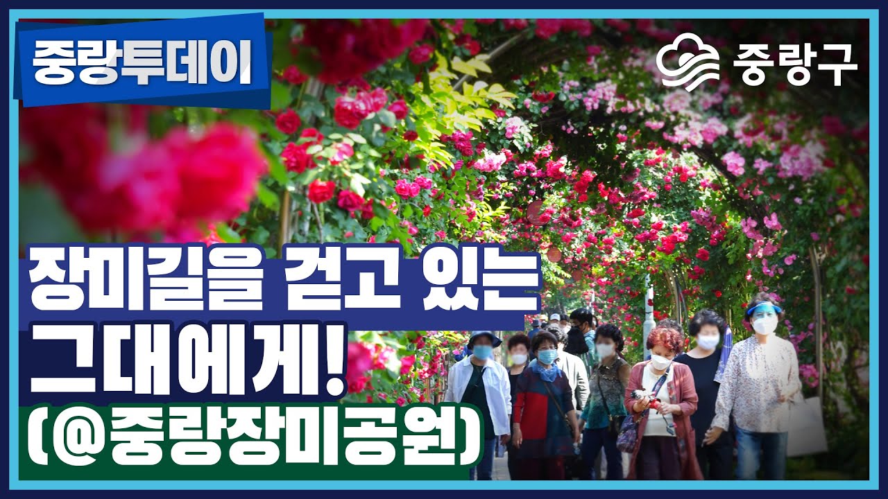 #중랑투데이 - 장미길을 걷고 있는 그대에게!🌹중랑장미공원 영상나들이!📺