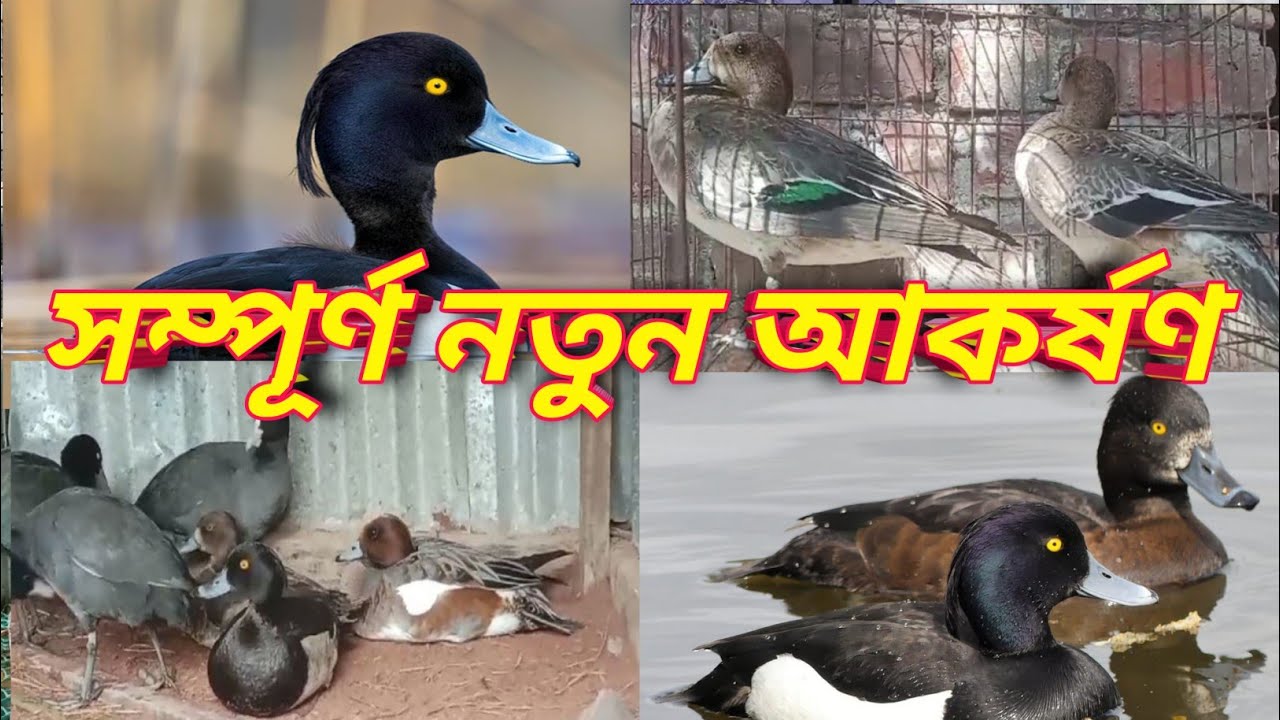 নতুন কালেকশন বিভিন্ন জাতের আকর্ষণীয় হাস এর জন্য সরাসরি যোগাযোগ করুন 01712327314