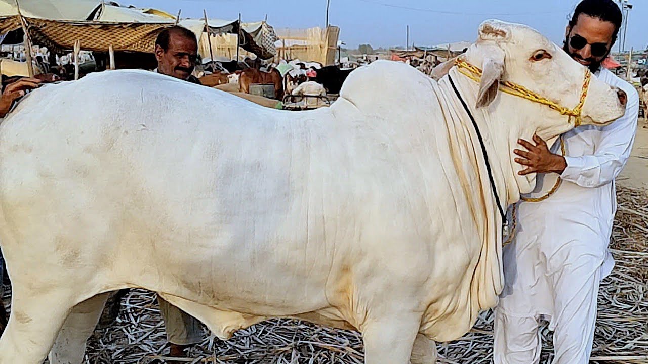 ALHAMDULILLAH ❤️😍 Bachri Bhi Mandi Sy Load Kr K Apny Farm Py Unload Krdi 🔥💥 | AR Maani