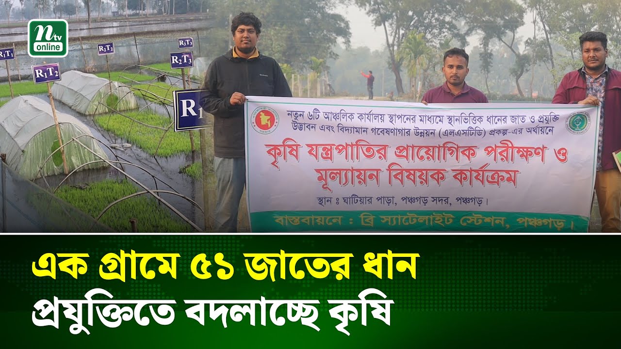 পঞ্চগড়ে ‘প্রযুক্তি গ্রামে’ ৫১ জাতের ধান নিয়ে মাঠ গবেষণা | Panchagarh | NTV News