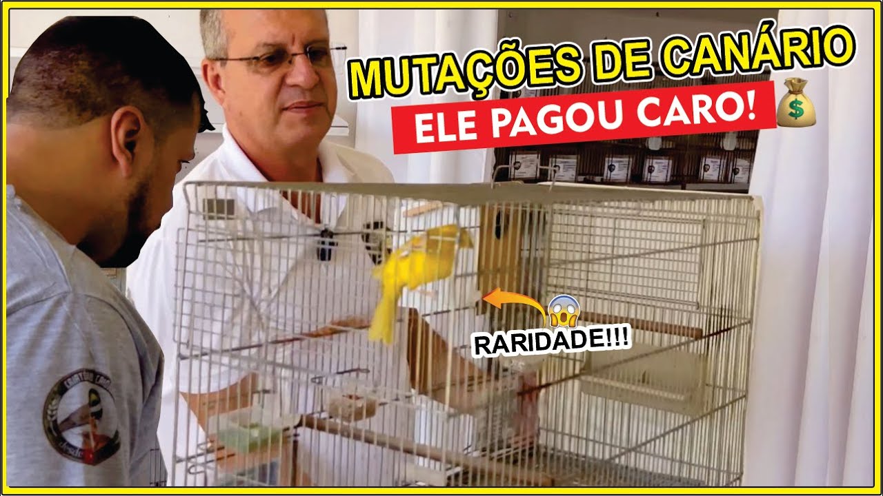 MUTAÇÕES INCRÍVEIS DE CANÁRIO DA TERRA – A NOVA FEBRE ENTRE CRIADORES!