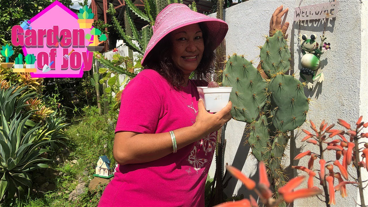 Opuntia Cactus Care Tips/Grafting