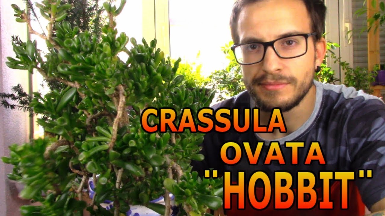 Cómo cuidar una Crassula Ovata variedad Hobbit, esta variante del árbol de jade es muy llamativa!!