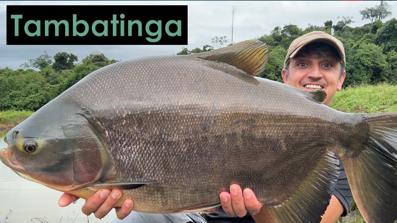 Peixes para Piscicultura! Tambatinga!!