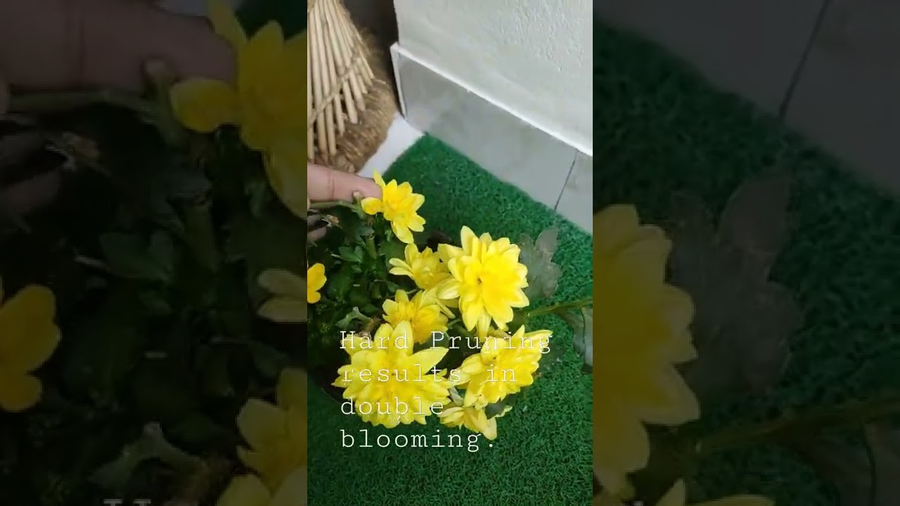 Hard pruning results in double flowering | feeling Happy | Garden Fairy Vlogs
