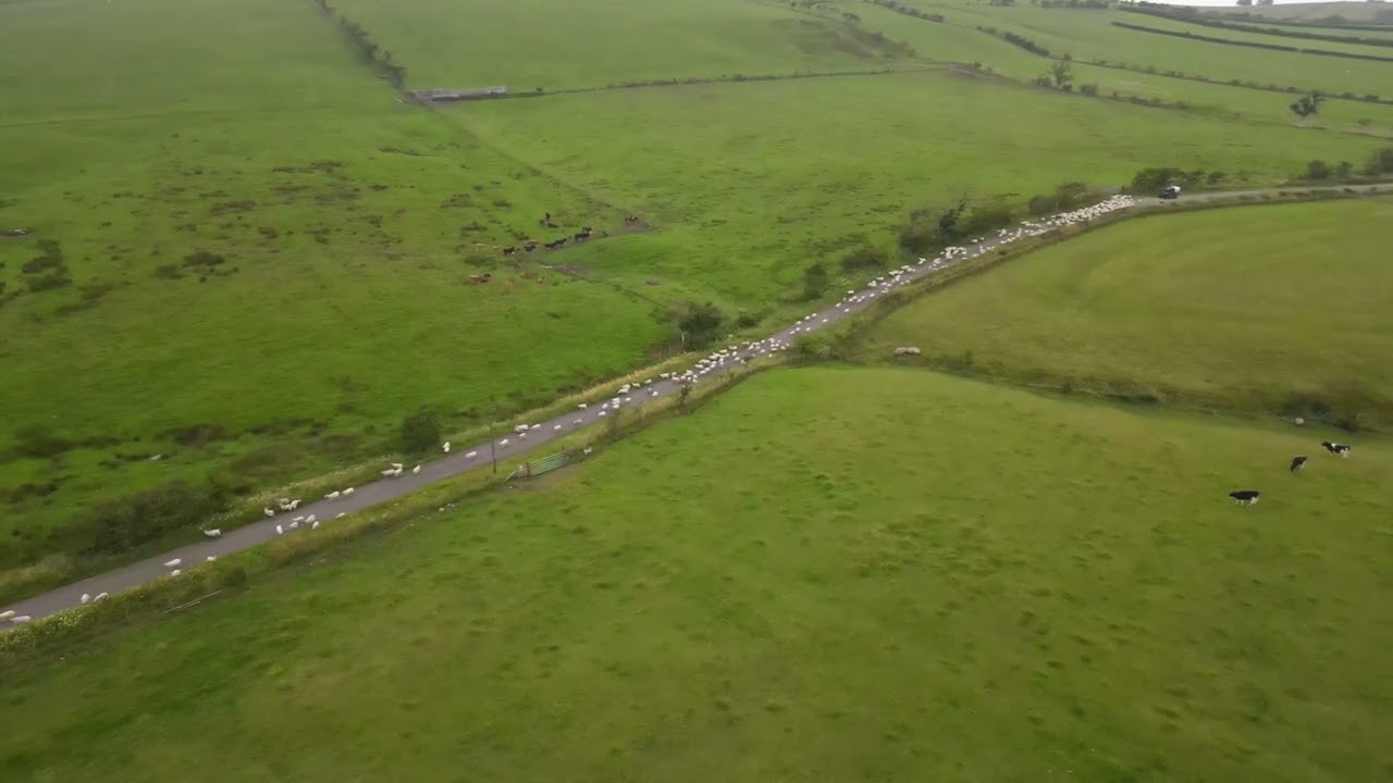 Herding Sheep Cumbrian style 