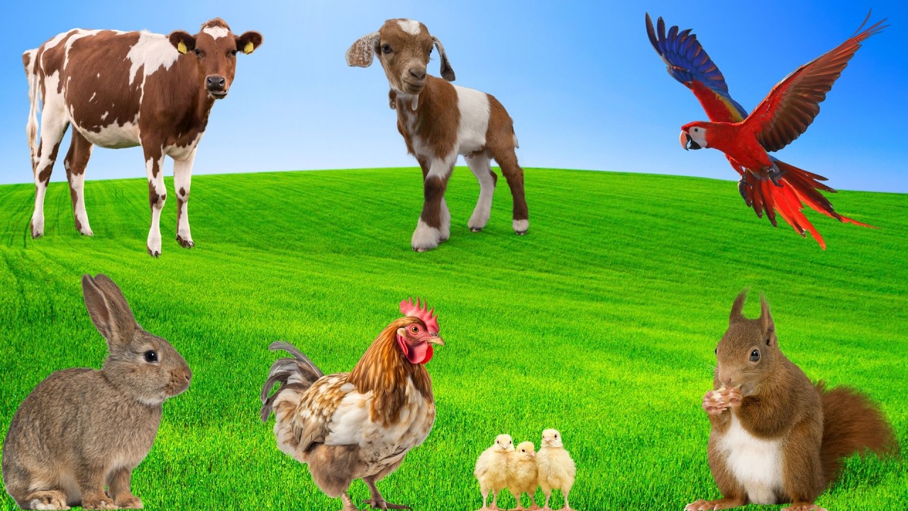 Playful Small Animals - Squirrels, Rabbits, Hamsters, Chicks, Parrots, Cats - Energetic Moments