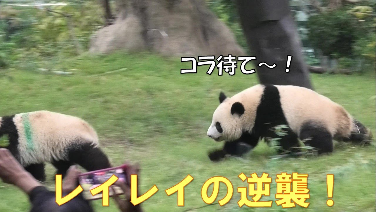 10/5今日のレイレイは負けてない！激しいバトルでシャオを懲らしめるぞ！giantpanda @tokyo 上野動物園