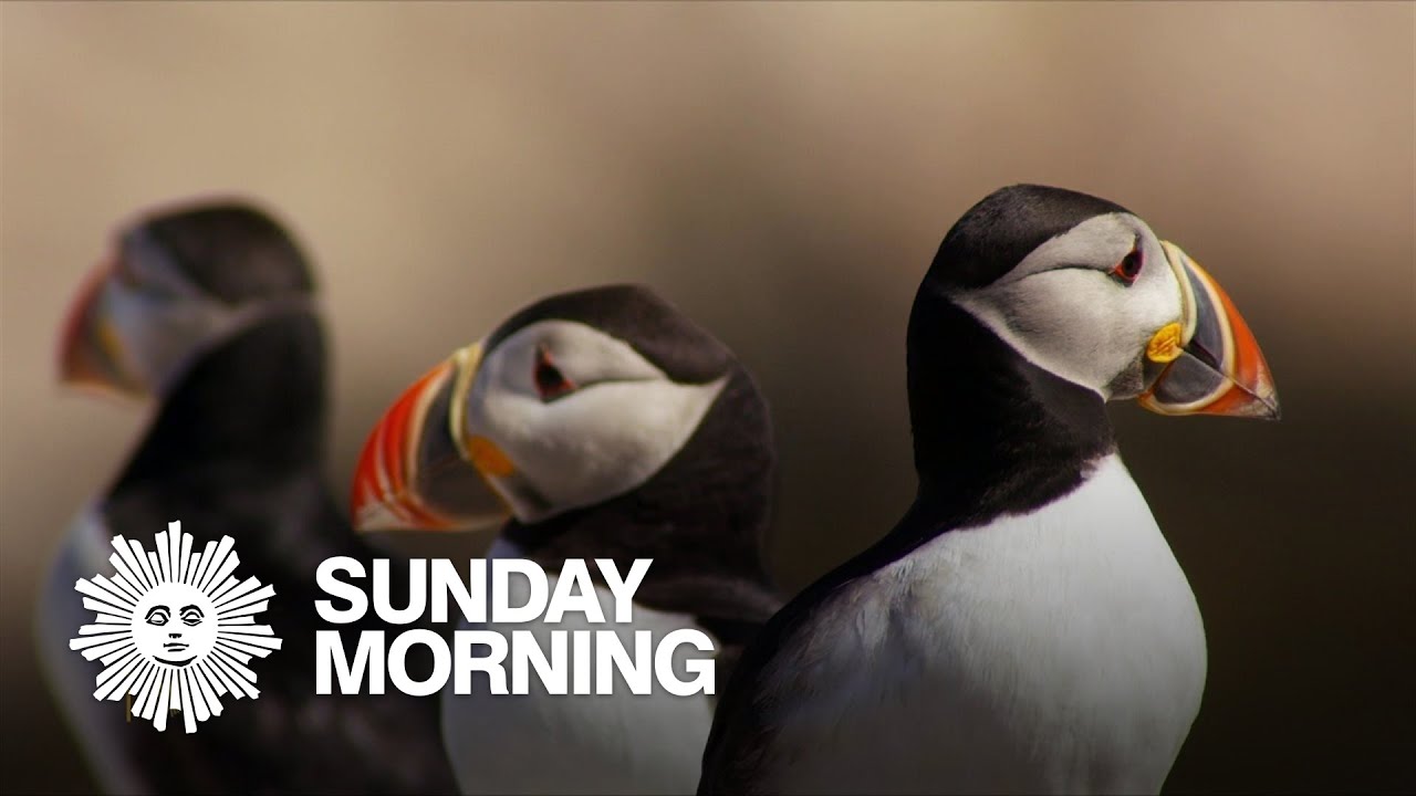 Nature: Puffins in Maine