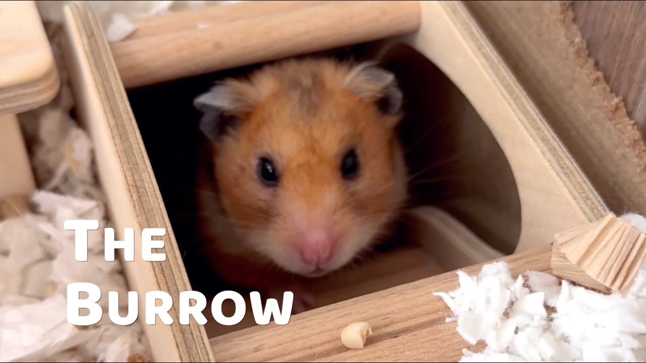 THE BURROW | Sep 2025 | Momo the Hamster