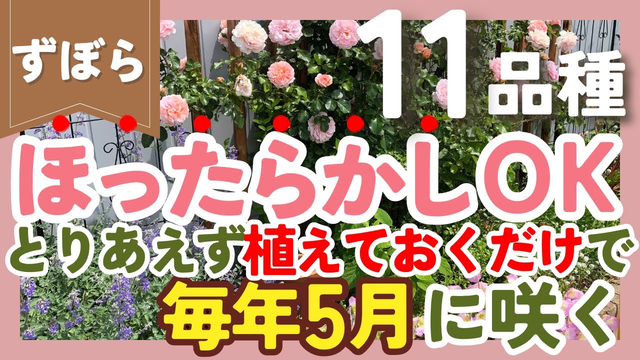 【ほったらかし】植えるだけで毎年5月に咲く植物💐11品種紹介！ずぼらガーデニングの花壇で大活躍‼️【ガーデニング】【園芸】
